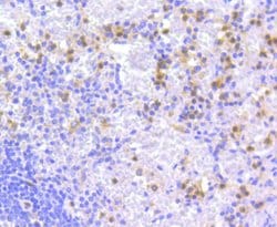 Invitrogen ATG7 Recombinant Rabbit Monoclonal Antibody (SC06-30) 100 &mu;L;