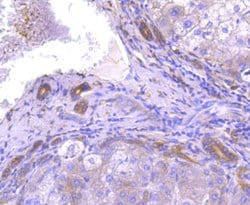 Invitrogen ATG7 Recombinant Rabbit Monoclonal Antibody (SC06-30) 100 &mu;L;