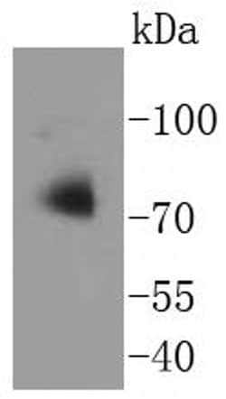 Invitrogen ATG7 Recombinant Rabbit Monoclonal Antibody (SC06-30) 100 &mu;L;