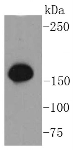 Invitrogen Phospho-SMC1 (Ser957) Recombinant Rabbit Monoclonal Antibody