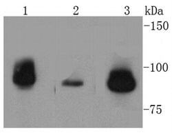Invitrogen TOP1 Recombinant Rabbit Monoclonal Antibody (SC69-03) 100 &mu;L;