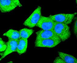 Invitrogen DKK1 Recombinant Rabbit Monoclonal Antibody (SC06-86) 100 &mu;L;