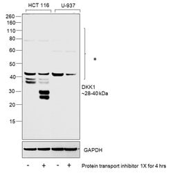 Invitrogen DKK1 Recombinant Rabbit Monoclonal Antibody (SC06-86) 100 &mu;L;