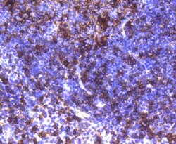 Invitrogen HLA-DR Recombinant Rabbit Monoclonal Antibody (SC06-78) 100