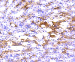 Invitrogen HLA-DR Recombinant Rabbit Monoclonal Antibody (SC06-78) 100