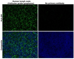 Invitrogen HLA-DR Recombinant Rabbit Monoclonal Antibody (SC06-78) 100