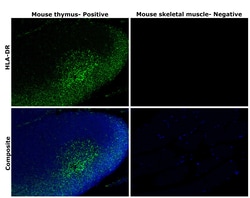 Invitrogen HLA-DR Recombinant Rabbit Monoclonal Antibody (SC06-78) 100