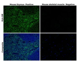 Invitrogen HLA-DR Recombinant Rabbit Monoclonal Antibody (SC06-78) 100