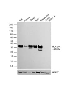 Invitrogen HLA-DR Recombinant Rabbit Monoclonal Antibody (SC06-78) 100
