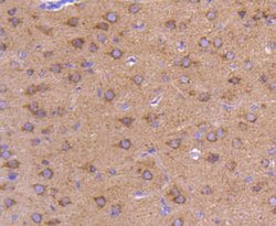 Invitrogen ATG9A Recombinant Rabbit Monoclonal Antibody (SC67-05) 100 &mu;L;