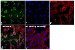 Invitrogen MTCO2 Recombinant Rabbit Monoclonal Antibody (SC06-88) 100 &mu;L;