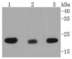 Invitrogen MTCO2 Recombinant Rabbit Monoclonal Antibody (SC06-88) 100 &mu;L;