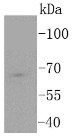Invitrogen TCF7L2 Recombinant Rabbit Monoclonal Antibody (SC06-90) 100