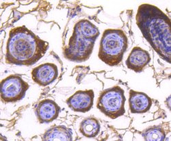 Invitrogen DIABLO Recombinant Rabbit Monoclonal Antibody (SC67-06) 100 &mu;L | Buy Online | Invitrogen&trade; | Fisher Scientific