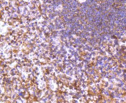 Invitrogen DIABLO Recombinant Rabbit Monoclonal Antibody (SC67-06) 100 &mu;L | Buy Online | Invitrogen&trade; | Fisher Scientific