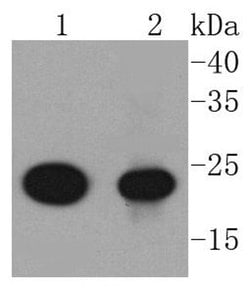 Invitrogen AKAP14 Recombinant Rabbit Monoclonal Antibody (SC0667) 100 &mu;L;