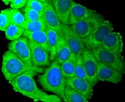 Invitrogen SCF Recombinant Rabbit Monoclonal Antibody (SC61-06) 100 &mu;L;