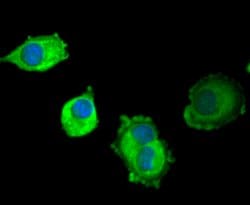 Invitrogen SCF Recombinant Rabbit Monoclonal Antibody (SC61-06) 100 &mu;L;