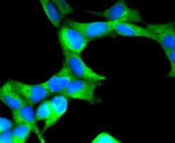 Invitrogen SCF Recombinant Rabbit Monoclonal Antibody (SC61-06) 100 &mu;L;