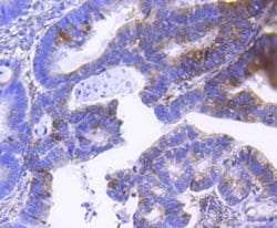 Invitrogen SCF Recombinant Rabbit Monoclonal Antibody (SC61-06) 100 &mu;L;