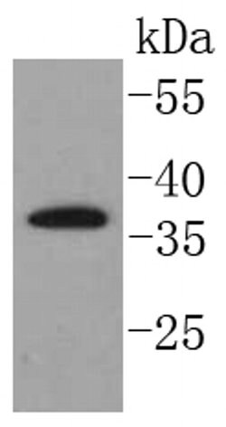 Invitrogen SCF Recombinant Rabbit Monoclonal Antibody (SC61-06) 100 &mu;L;