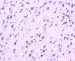 Invitrogen VAV2 Recombinant Rabbit Monoclonal Antibody (SC68-03) 100 &mu;L;