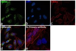 Invitrogen MyD88 Recombinant Rabbit Monoclonal Antibody (SC65-04) 100 &mu;L;