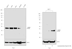 Invitrogen MyD88 Recombinant Rabbit Monoclonal Antibody (SC65-04) 100 &mu;L;