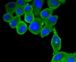Invitrogen MyD88 Recombinant Rabbit Monoclonal Antibody (SC65-04) 100 &mu;L;