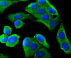 Invitrogen MyD88 Recombinant Rabbit Monoclonal Antibody (SC65-04) 100 &mu;L;