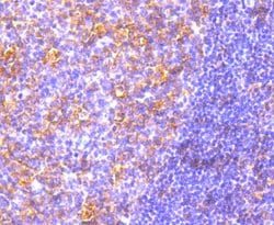 Invitrogen MyD88 Recombinant Rabbit Monoclonal Antibody (SC65-04) 100 &mu;L;