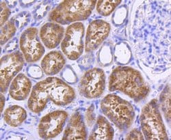 Invitrogen MyD88 Recombinant Rabbit Monoclonal Antibody (SC65-04) 100 &mu;L;