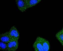 Invitrogen RPS20 Recombinant Rabbit Monoclonal Antibody (SC65-08) 100 &mu;L | Buy Online | Invitrogen&trade; | Fisher Scientific