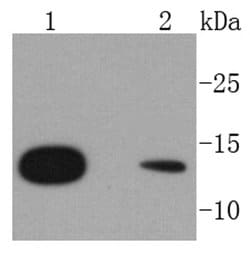 Invitrogen RPS20 Recombinant Rabbit Monoclonal Antibody (SC65-08) 100 &mu;L | Buy Online | Invitrogen&trade; | Fisher Scientific
