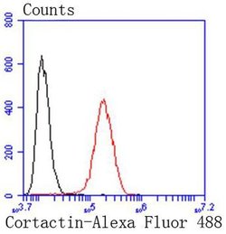 Invitrogen Cortactin Recombinant Rabbit Monoclonal Antibody (SC61-08) 100
