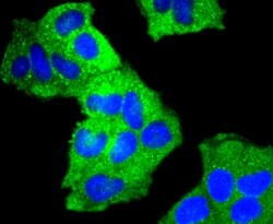 Invitrogen Cortactin Recombinant Rabbit Monoclonal Antibody (SC61-08) 100