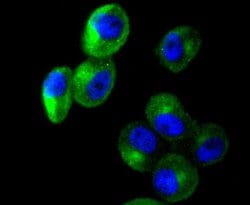 Invitrogen Cortactin Recombinant Rabbit Monoclonal Antibody (SC61-08) 100