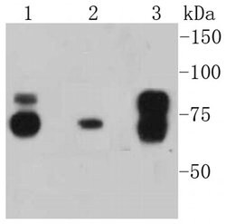 Invitrogen Cortactin Recombinant Rabbit Monoclonal Antibody (SC61-08) 100