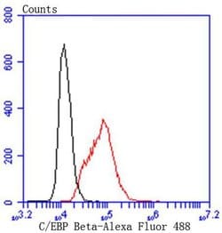 Invitrogen C/EBP beta Recombinant Rabbit Monoclonal Antibody (SC55-05)
