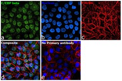 Invitrogen C/EBP beta Recombinant Rabbit Monoclonal Antibody (SC55-05) 100 &mu;L | Buy Online | Invitrogen&trade; | Fisher Scientific