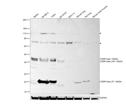 Invitrogen C/EBP beta Recombinant Rabbit Monoclonal Antibody (SC55-05) 100 &mu;L | Buy Online | Invitrogen&trade; | Fisher Scientific