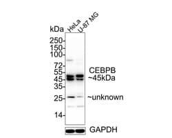 Invitrogen C/EBP beta Recombinant Rabbit Monoclonal Antibody (SC55-05)