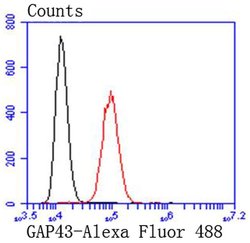 Invitrogen GAP43 Recombinant Rabbit Monoclonal Antibody (SC60-06) 100 &mu;L;