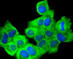 Invitrogen COX1 Recombinant Rabbit Monoclonal Antibody (SC68-05) 100 &mu;L;