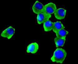 Invitrogen COX1 Recombinant Rabbit Monoclonal Antibody (SC68-05) 100 &mu;L;