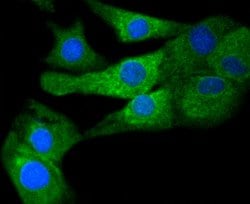 Invitrogen COX1 Recombinant Rabbit Monoclonal Antibody (SC68-05) 100 &mu;L;