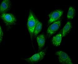 Invitrogen COX1 Recombinant Rabbit Monoclonal Antibody (SC68-05) 100 &mu;L;