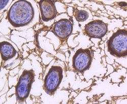 Invitrogen COX1 Recombinant Rabbit Monoclonal Antibody (SC68-05) 100 &mu;L;