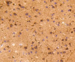 Invitrogen COX1 Recombinant Rabbit Monoclonal Antibody (SC68-05) 100 &mu;L;