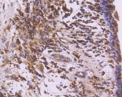 Invitrogen COX1 Recombinant Rabbit Monoclonal Antibody (SC68-05) 100 &mu;L;